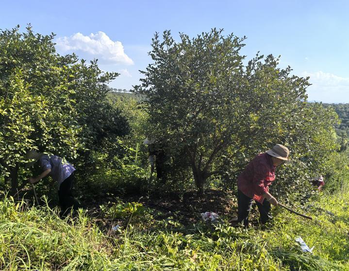 习近平总书记关切事｜让油茶树变成百姓“摇钱树”——把地方特色产业做优做强之三