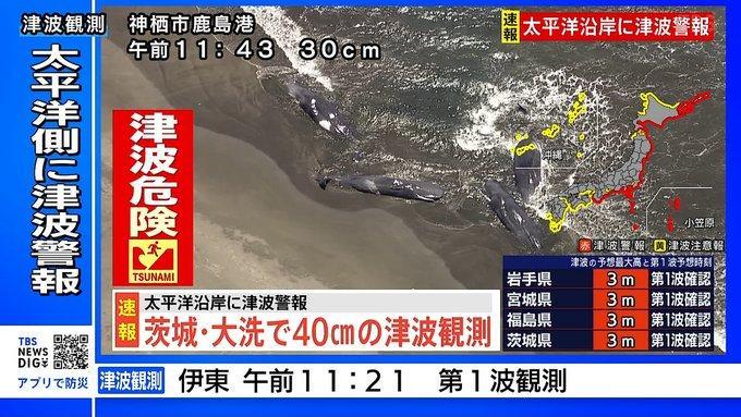 日本海啸 多条抹香鲸集体搁浅