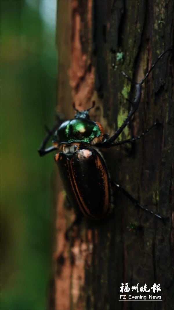 “昆虫界的大熊猫”现身闽侯 属国家二级保护动物