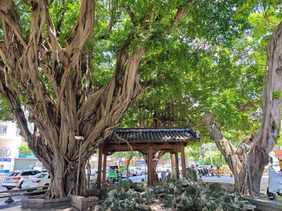 福州，引以为“榕”