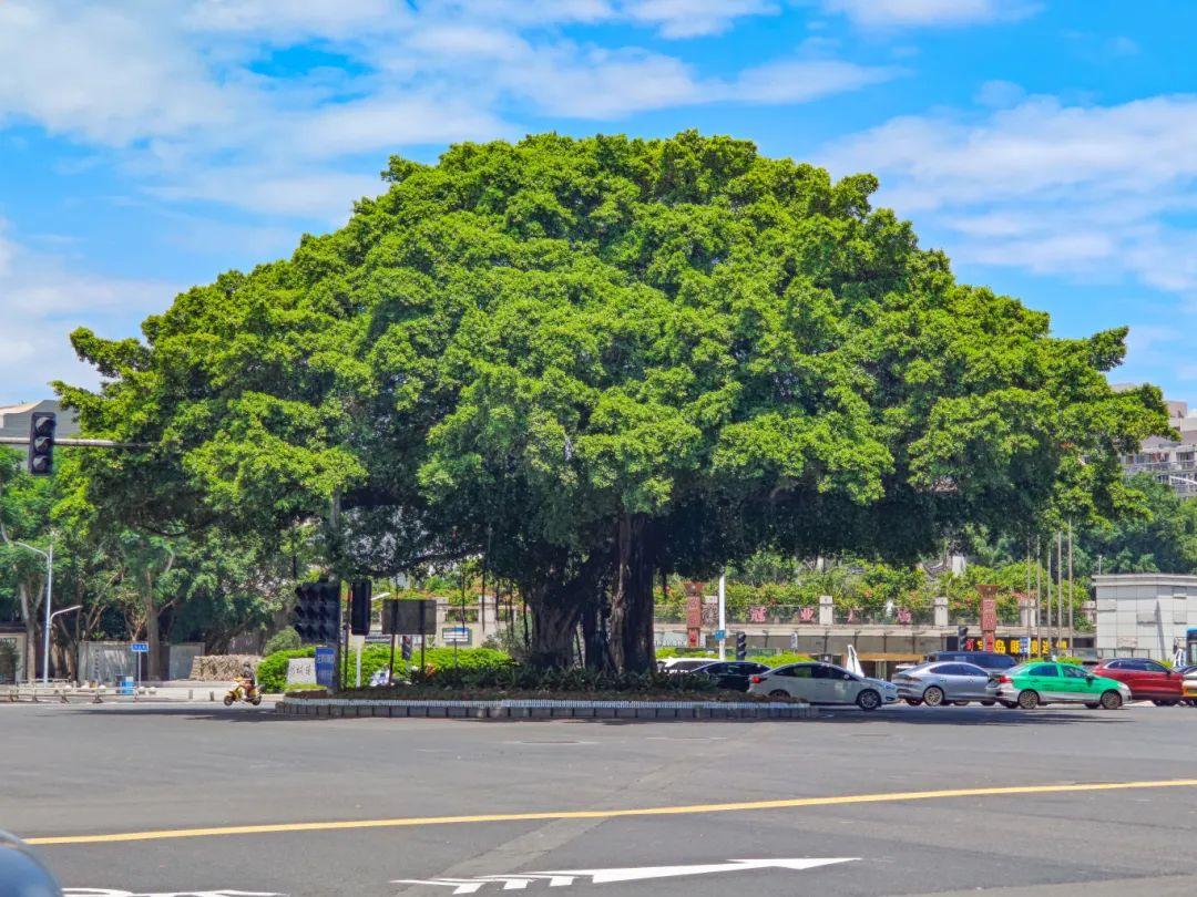 福州，引以为“榕”