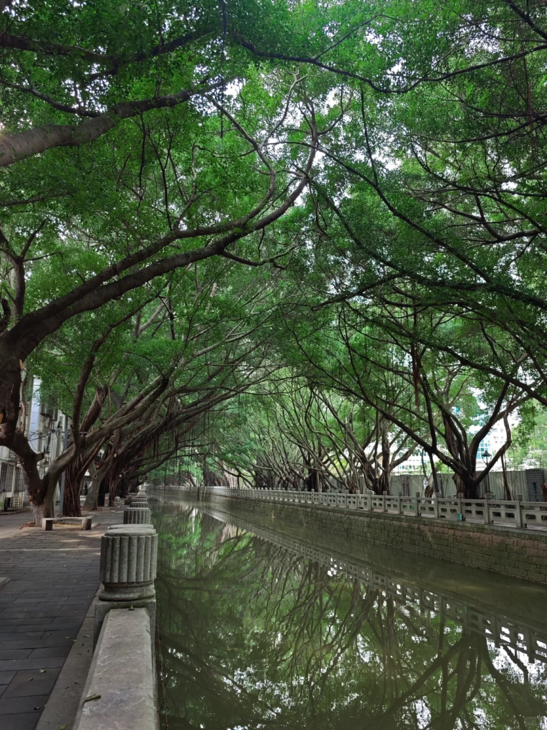 福州，引以为“榕”