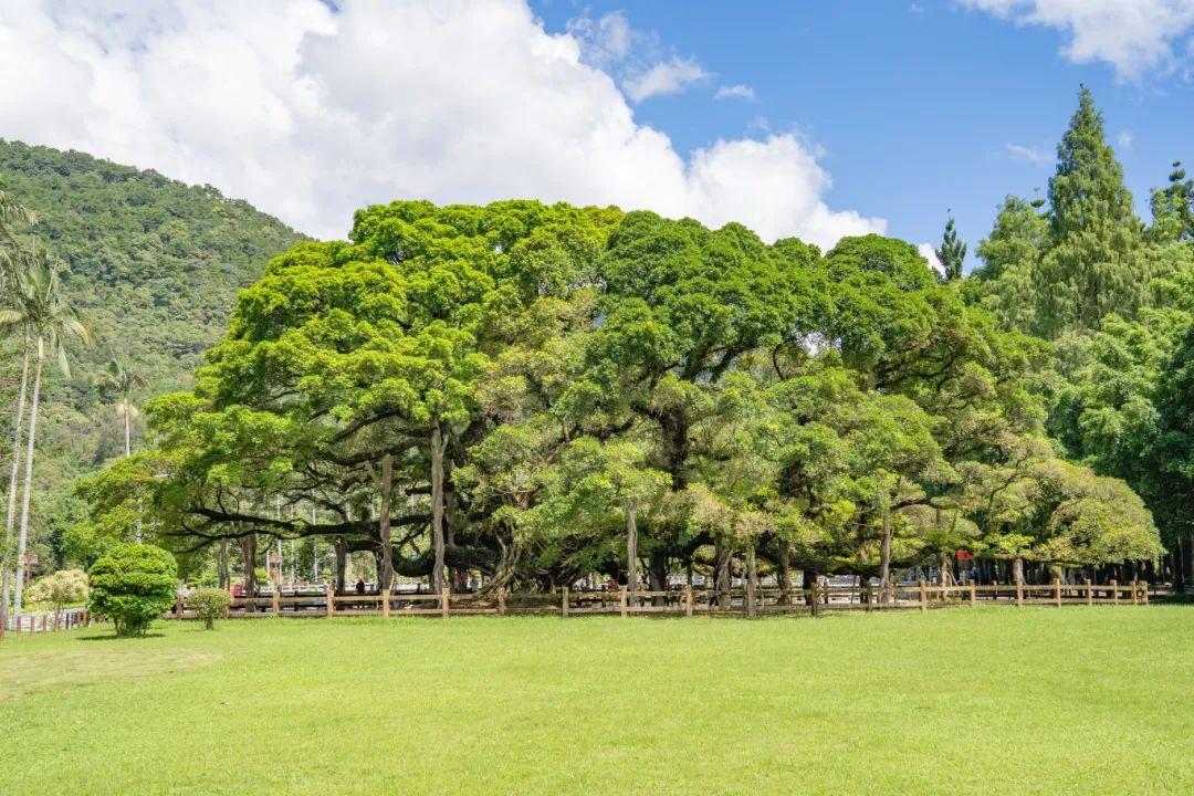 福州，引以为“榕”