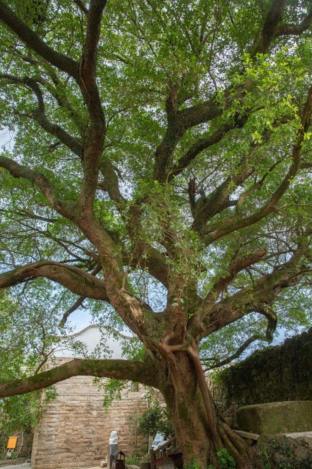 福州，引以为“榕”