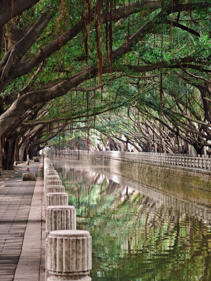 福州，引以为“榕”