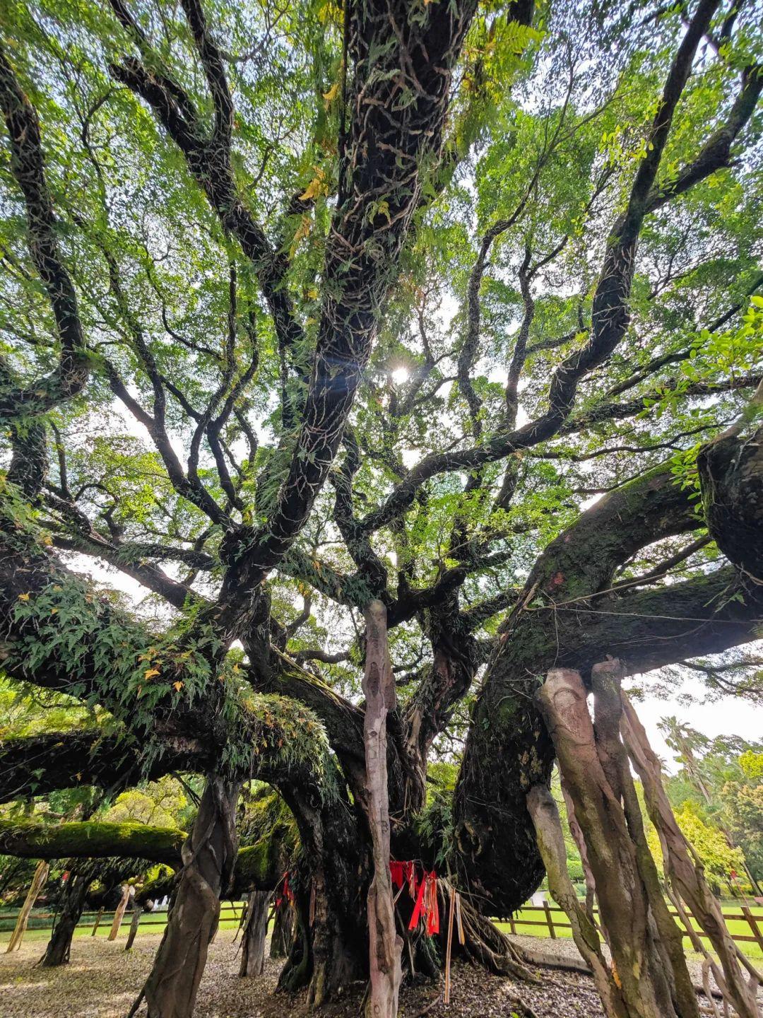 福州，引以为“榕”