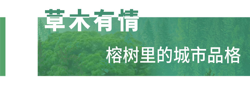 福州，引以为“榕”