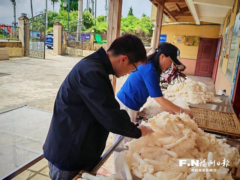 永泰林下竹荪丰收 撑起村民“致富伞”