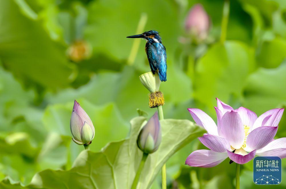 新华社关注福州：湿地之城 生态画卷