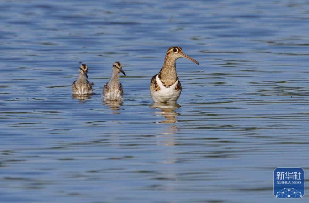 新华社关注福州：湿地之城 生态画卷