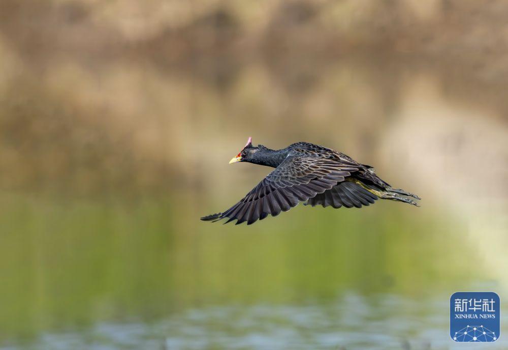 新华社关注福州：湿地之城 生态画卷