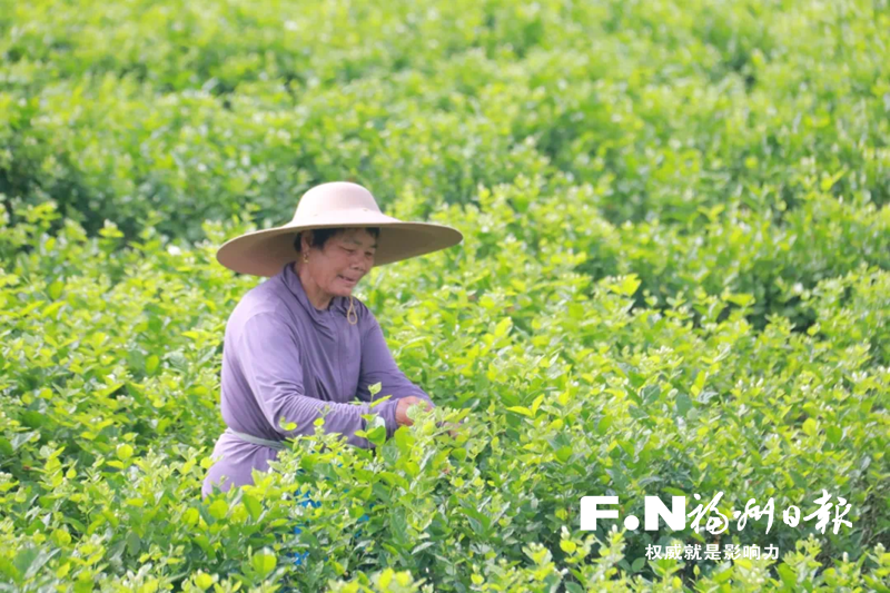 茉莉香飘田野 乡村振兴有方