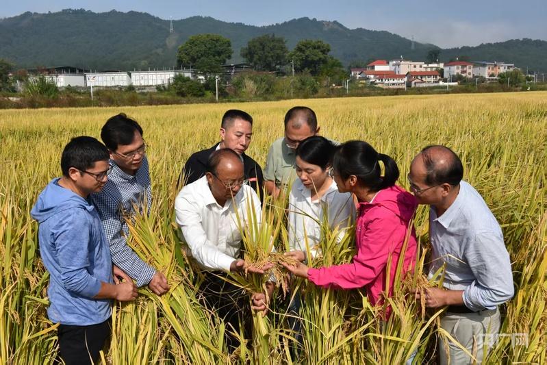 【牢记嘱托·看见美好中国】培育良种“中国芯” 端牢中国饭碗