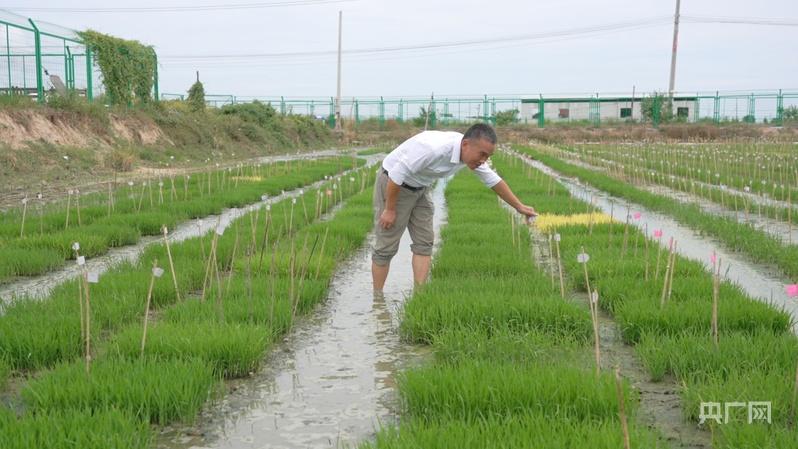 【牢记嘱托·看见美好中国】培育良种“中国芯” 端牢中国饭碗