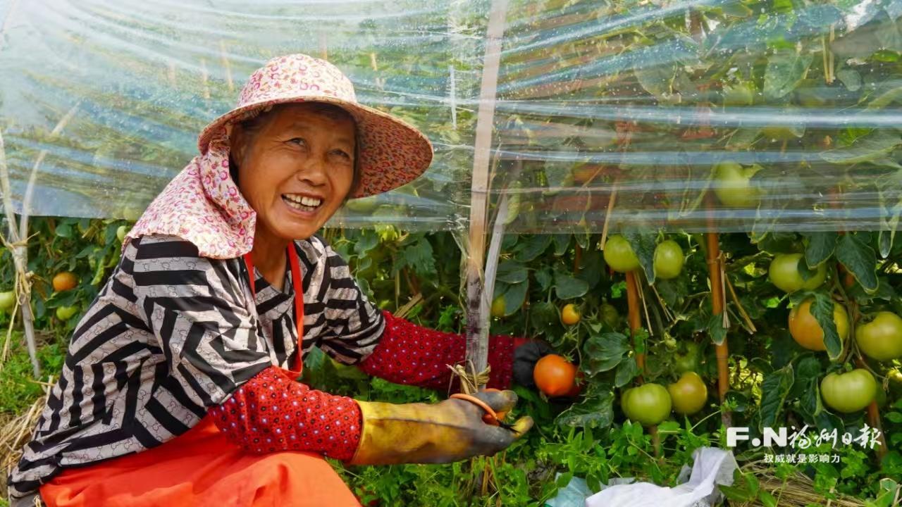 番茄成就大“柿”业 闽清云龙乡积极探索乡村振兴新路