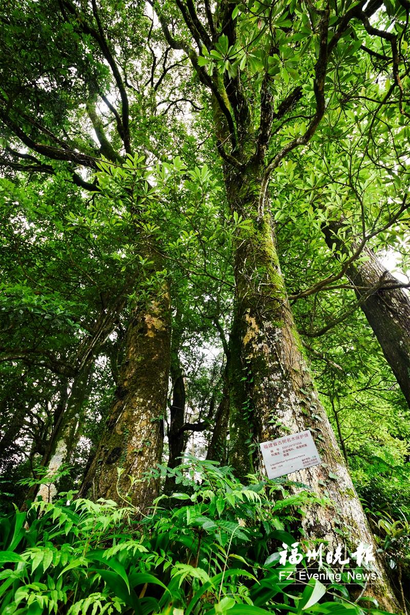 《人民日报》关注闽清桥东村古树群 140多株树木平均树龄150年