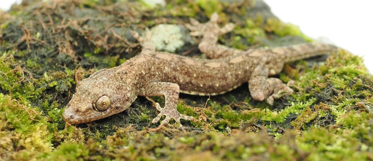 物种上新!海南万宁发现壁虎属新物种“刘氏壁虎” 物种上新!海南万宁发现壁虎属新物种“刘氏壁虎”