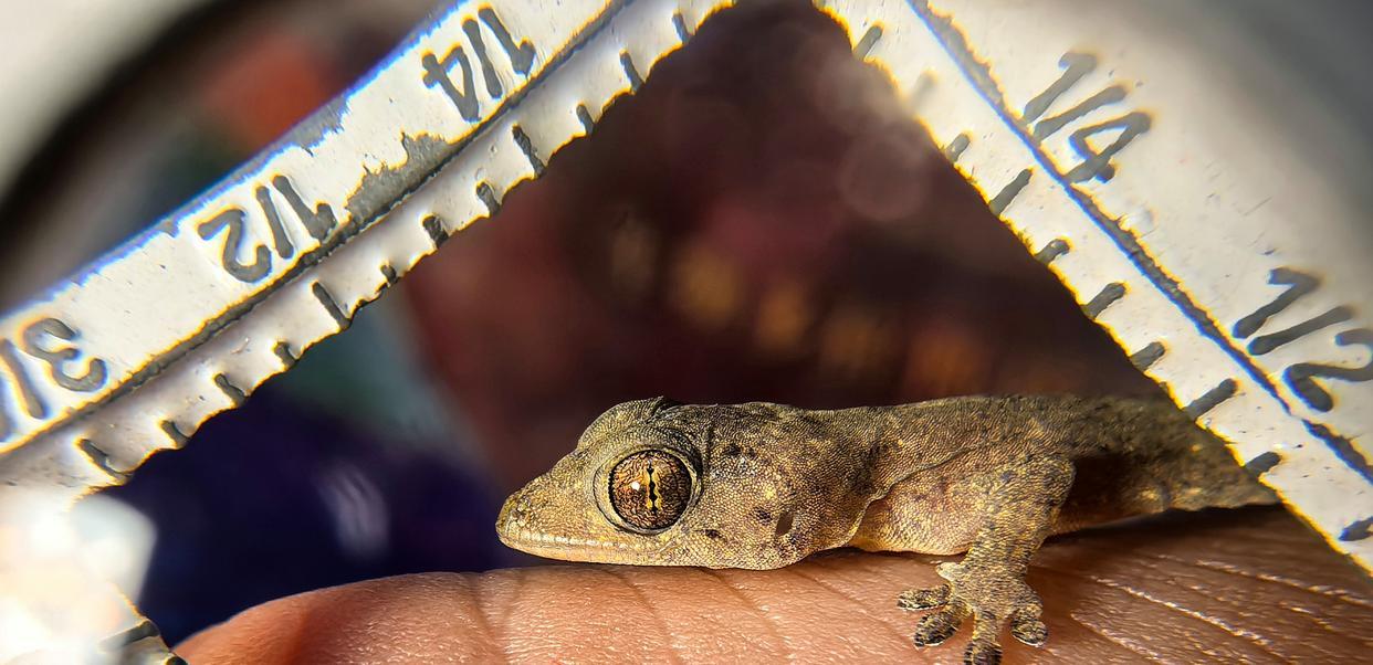 物种上新!海南万宁发现壁虎属新物种“刘氏壁虎” 物种上新!海南万宁发现壁虎属新物种“刘氏壁虎”