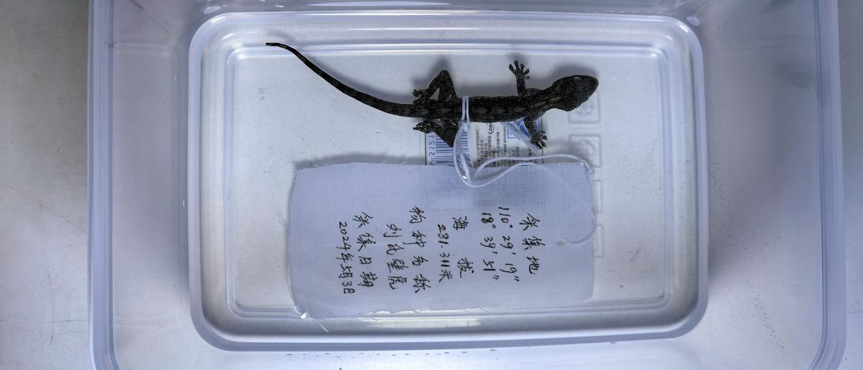 物种上新!海南万宁发现壁虎属新物种“刘氏壁虎” 物种上新!海南万宁发现壁虎属新物种“刘氏壁虎”