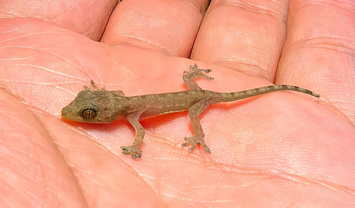 物种上新!海南万宁发现壁虎属新物种“刘氏壁虎” 物种上新!海南万宁发现壁虎属新物种“刘氏壁虎”