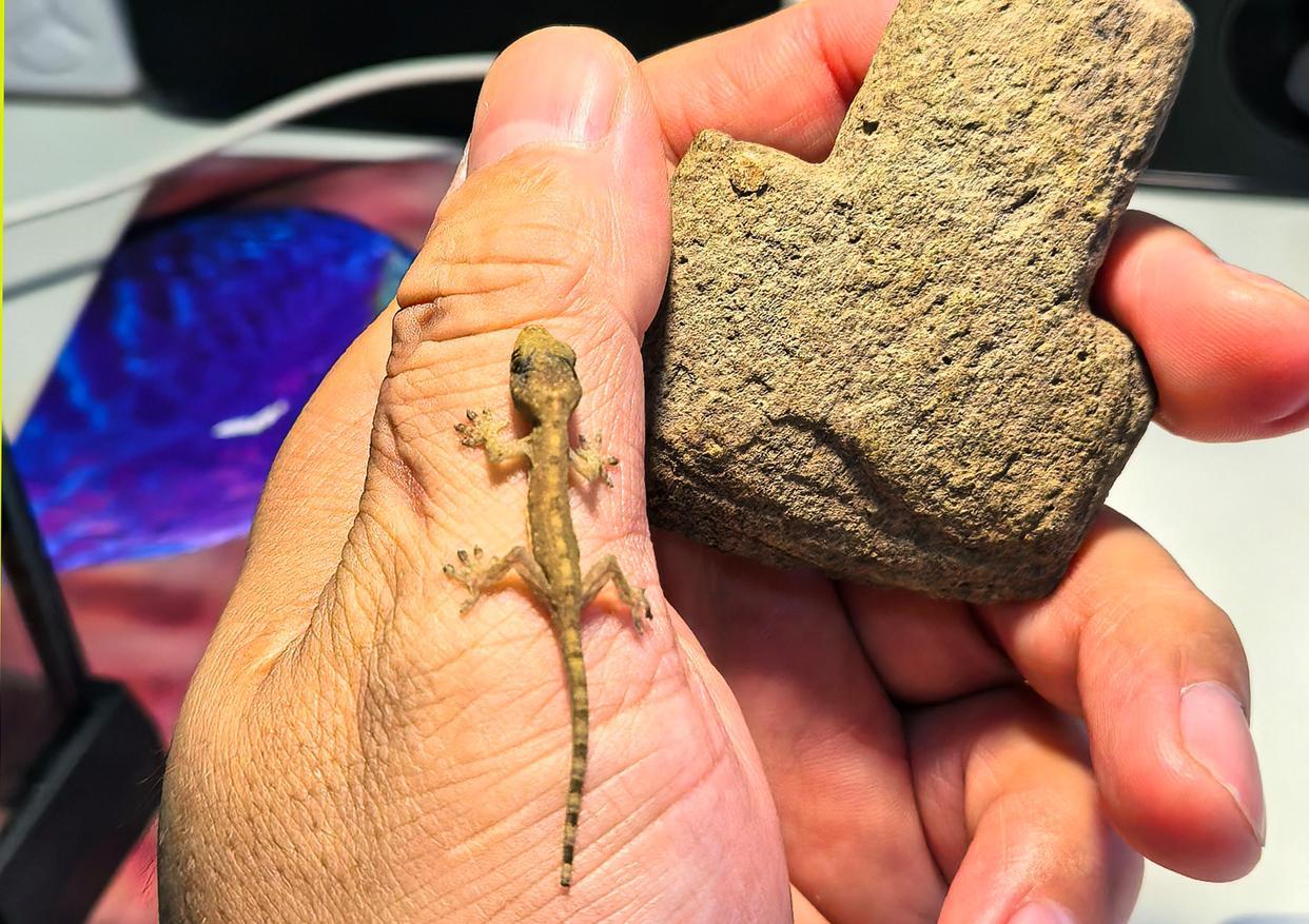 物种上新!海南万宁发现壁虎属新物种“刘氏壁虎” 物种上新!海南万宁发现壁虎属新物种“刘氏壁虎”