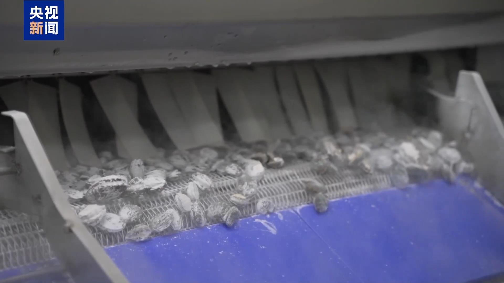 福建鲍鱼迎来丰收季 如何挑选到最新鲜的？