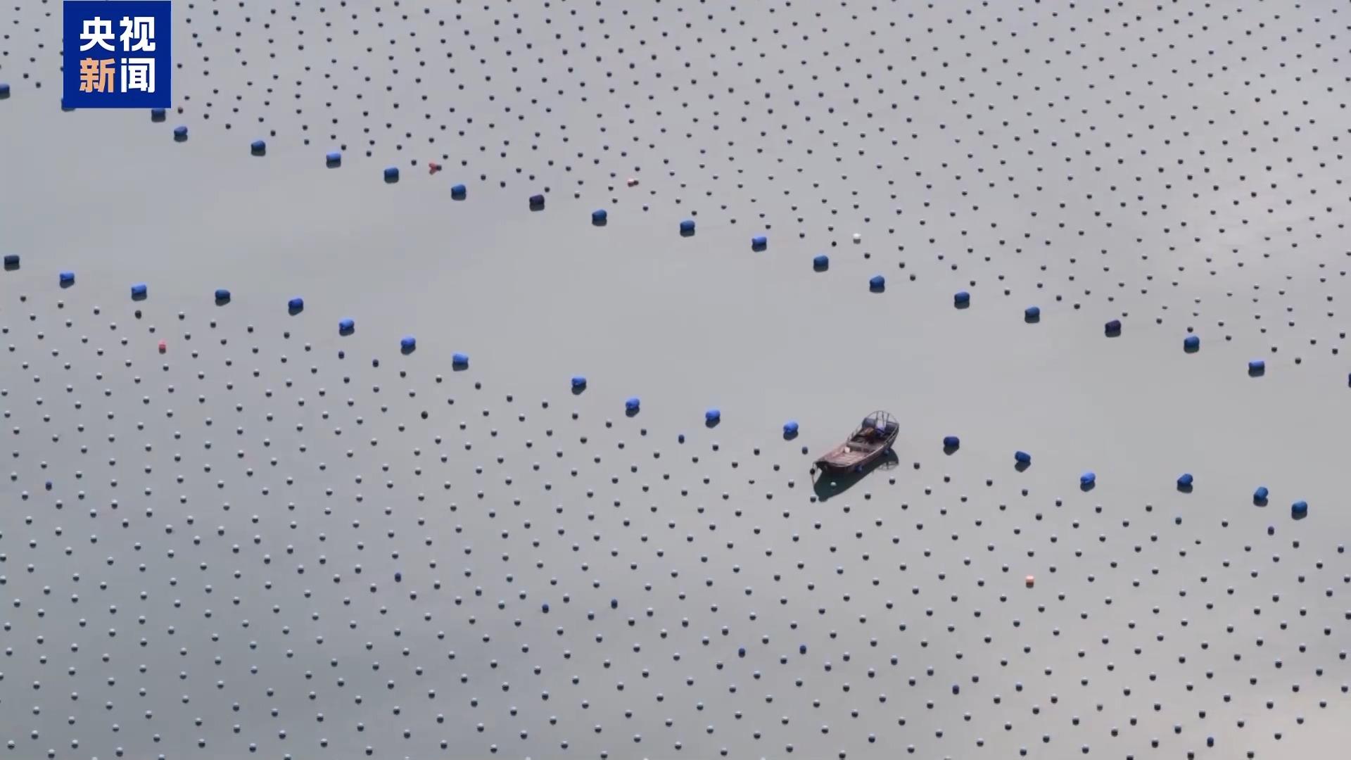 福建鲍鱼迎来丰收季 如何挑选到最新鲜的？