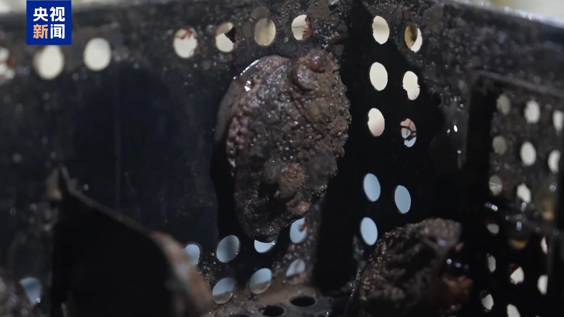 福建鲍鱼迎来丰收季 如何挑选到最新鲜的？