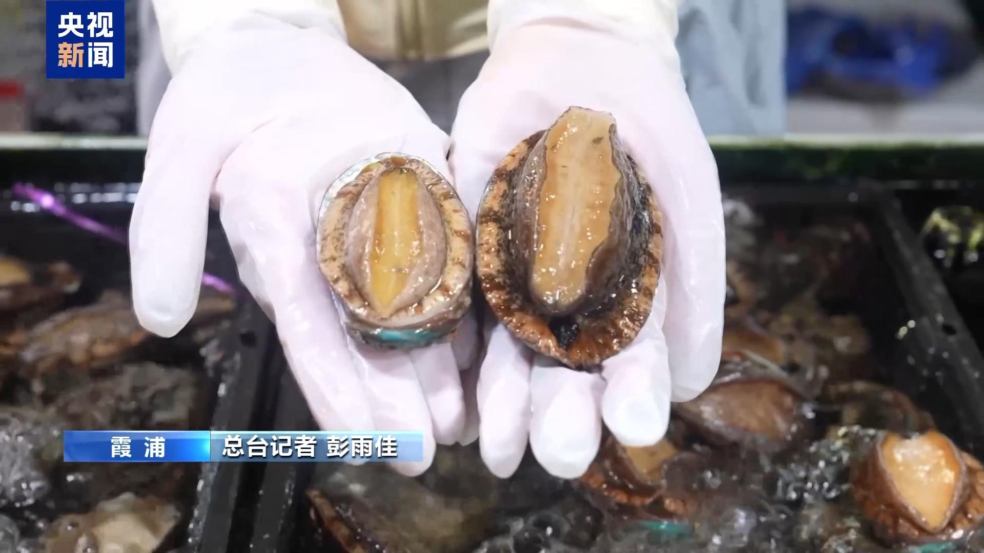 福建鲍鱼迎来丰收季 如何挑选到最新鲜的？