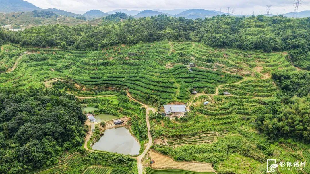 秋天的第一粒桃子，你吃了吗？