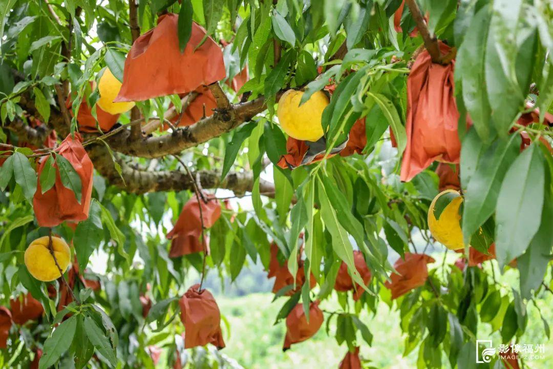 秋天的第一粒桃子，你吃了吗？