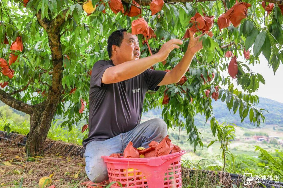 秋天的第一粒桃子，你吃了吗？