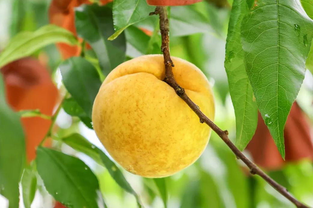 秋天的第一粒桃子，你吃了吗？