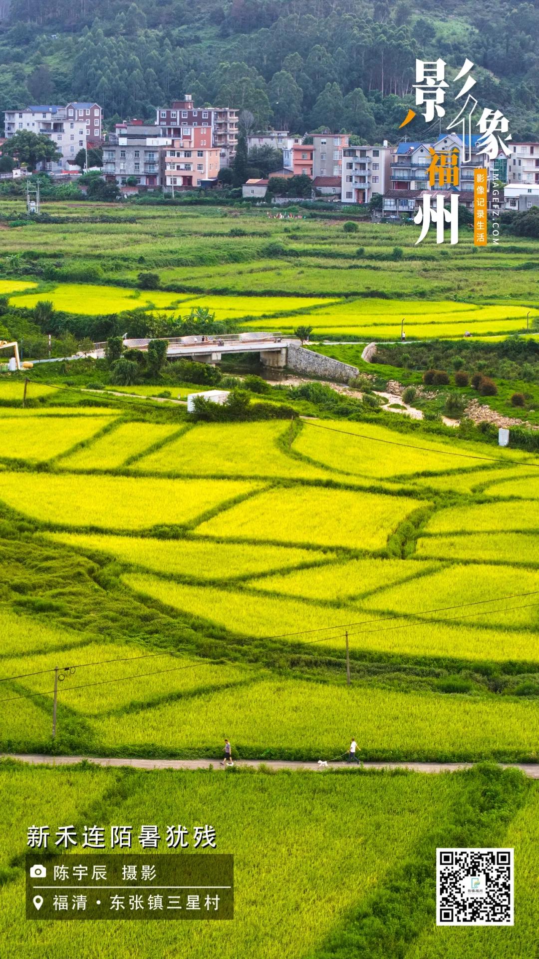 影像福州｜新禾连陌暑犹残