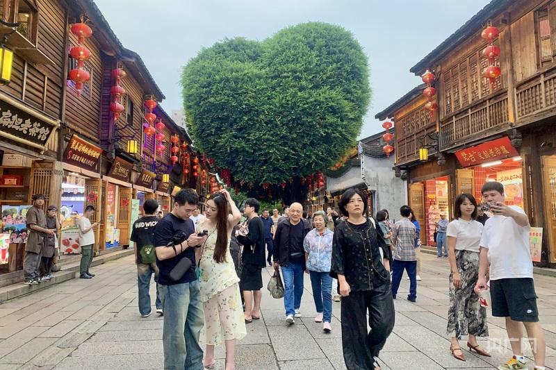 一棵树冠一座城：行人不知暑 万古长清风