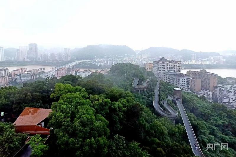 一棵树冠一座城：行人不知暑 万古长清风