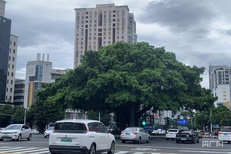 一棵树冠一座城：行人不知暑 万古长清风