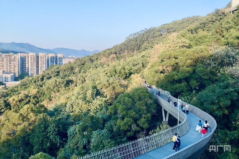 一棵树冠一座城：行人不知暑 万古长清风