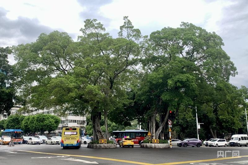 一棵树冠一座城：行人不知暑 万古长清风