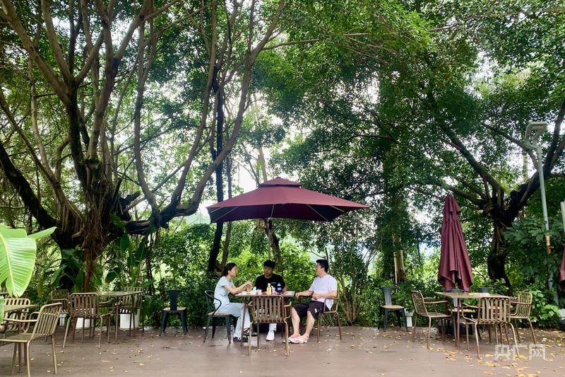 一棵树冠一座城：行人不知暑 万古长清风