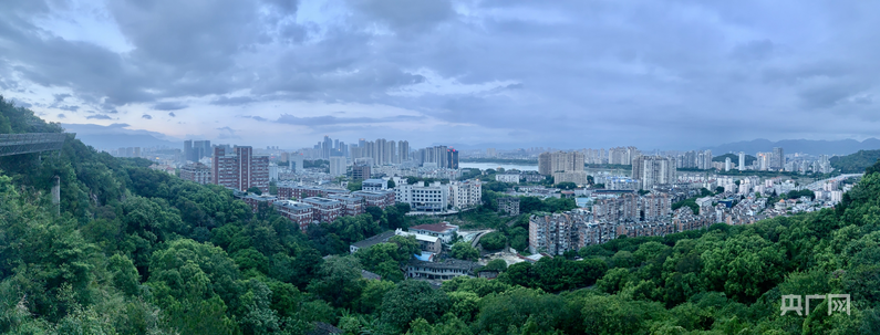 一棵树冠一座城：行人不知暑 万古长清风