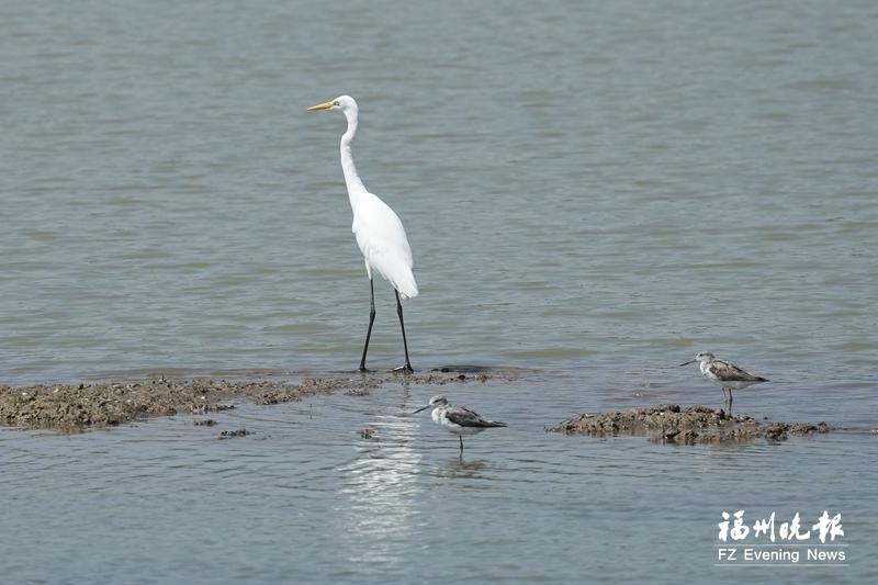 秋迁候鸟“先遣部队”抵达福州 闽江河口湿地迎来观鸟佳期