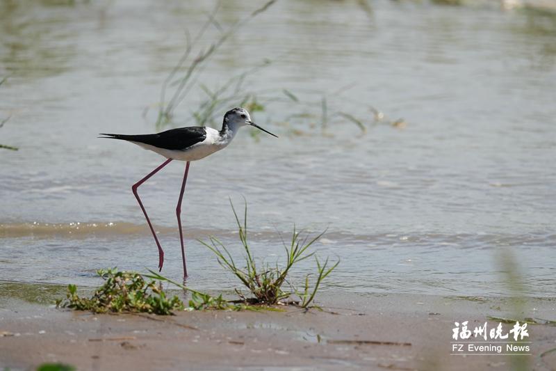 秋迁候鸟“先遣部队”抵达福州 闽江河口湿地迎来观鸟佳期