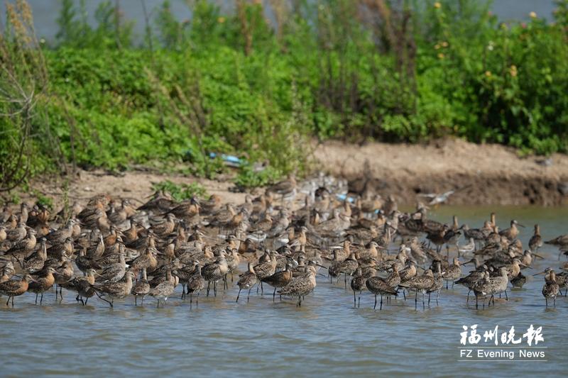 秋迁候鸟“先遣部队”抵达福州 闽江河口湿地迎来观鸟佳期