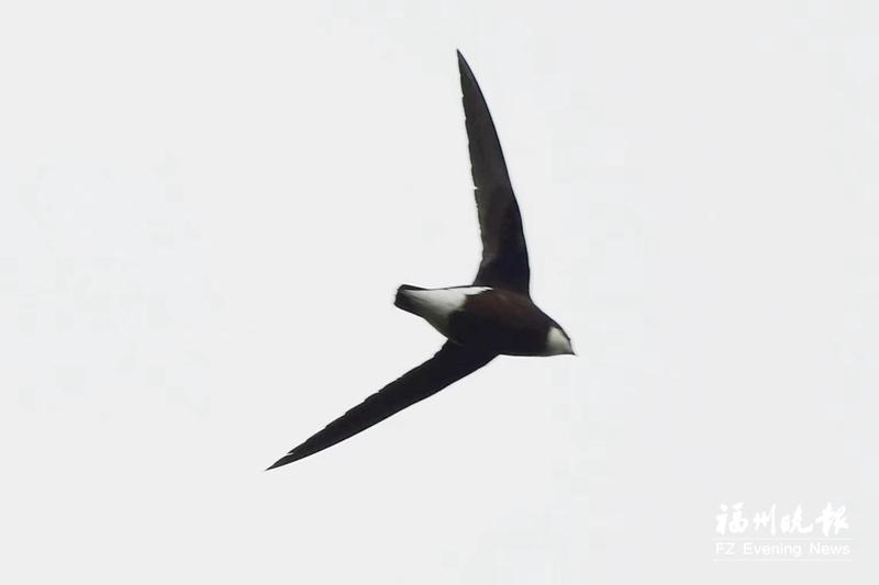 秋迁候鸟“先遣部队”抵达福州 闽江河口湿地迎来观鸟佳期