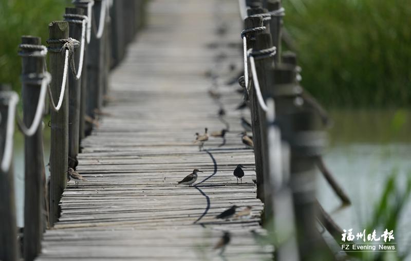 秋迁候鸟“先遣部队”抵达福州 闽江河口湿地迎来观鸟佳期