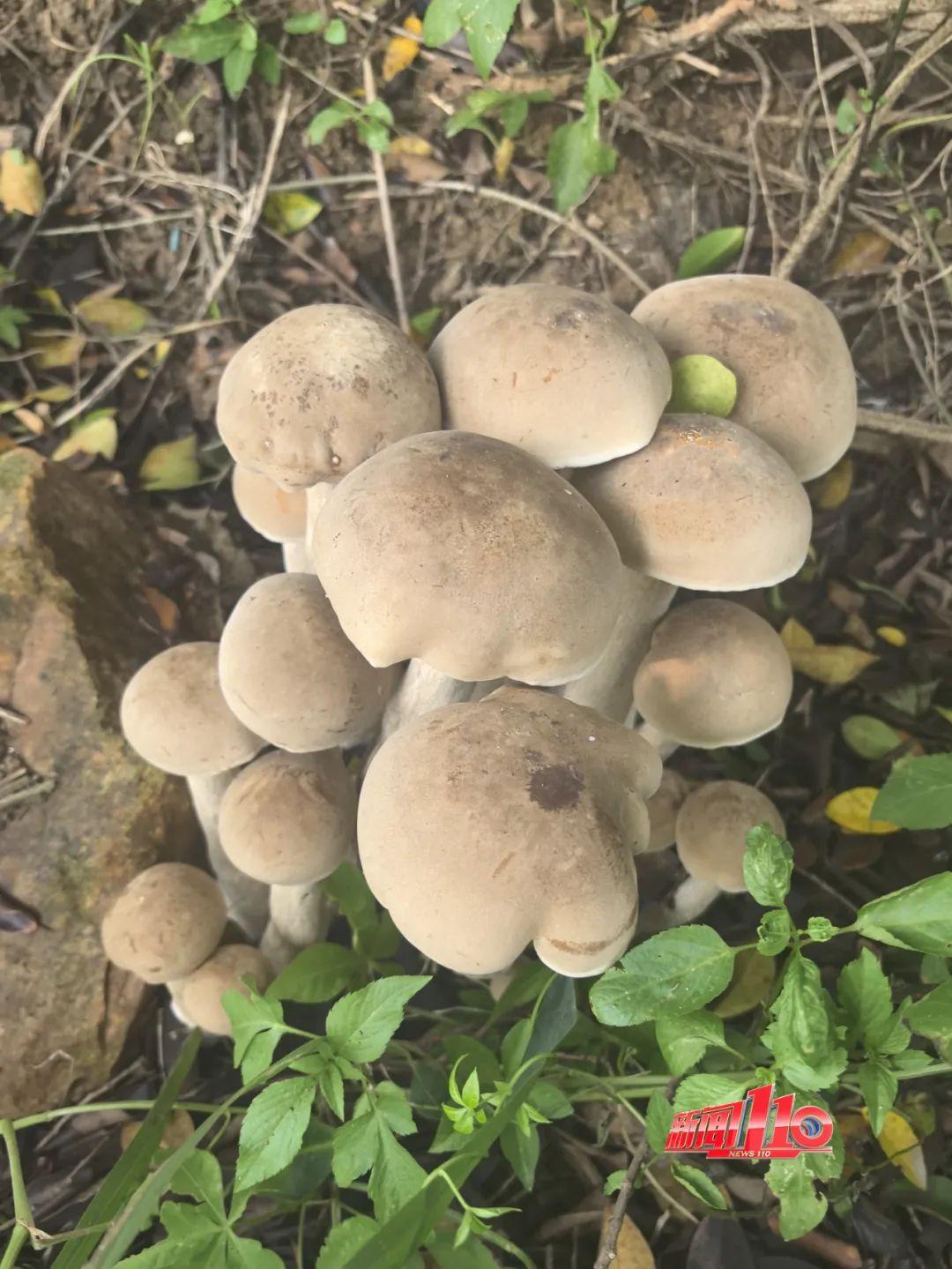 不要碰，不要吃！福州最近不少人都出动了！紧急提醒