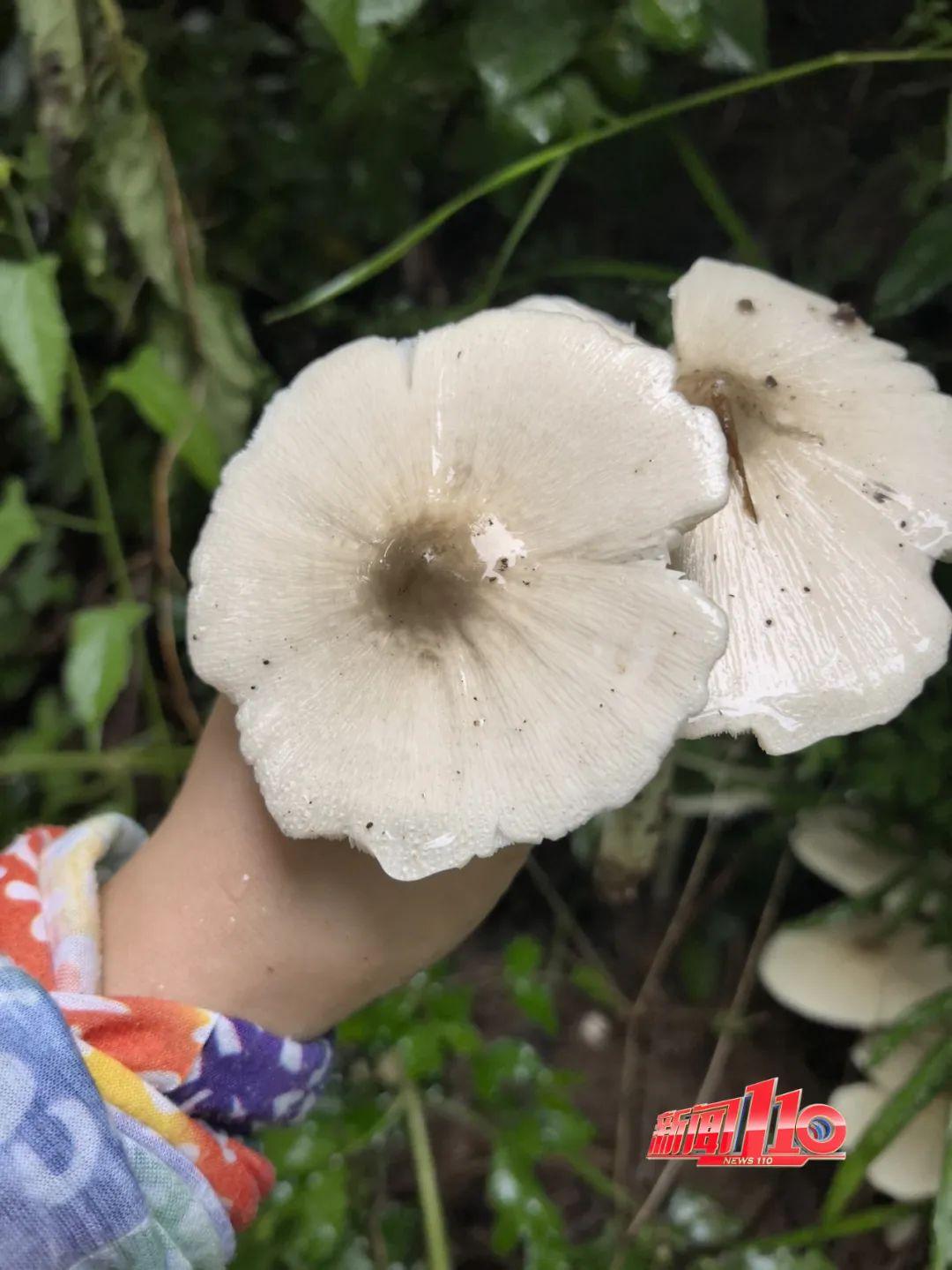 不要碰，不要吃！福州最近不少人都出动了！紧急提醒