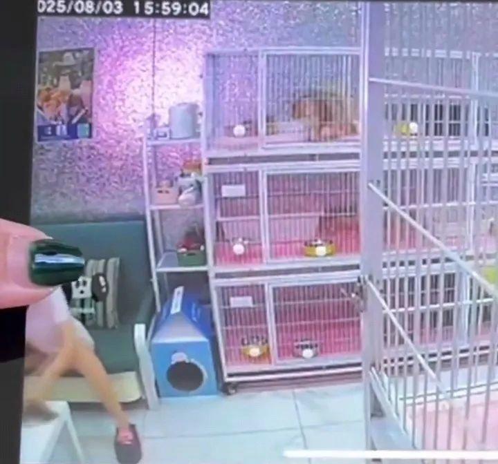 女子虐猫致4死或判3年