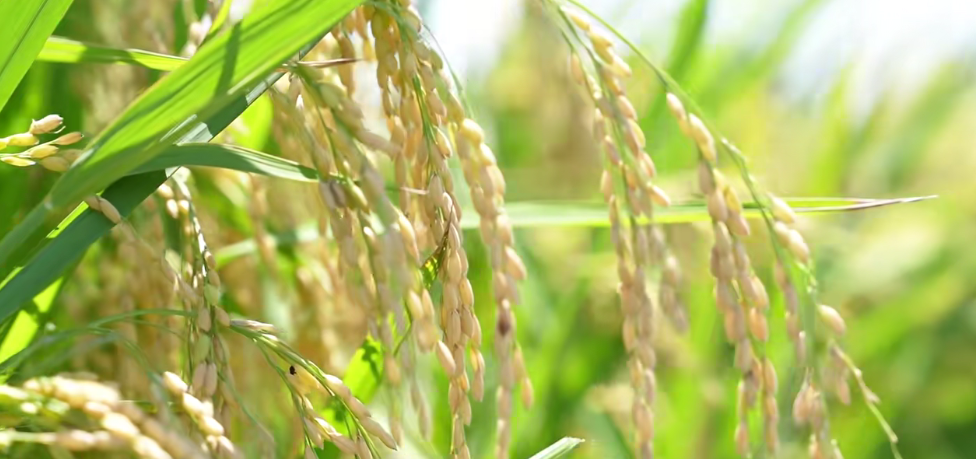 福州：水稻单产提升 助力粮食增产